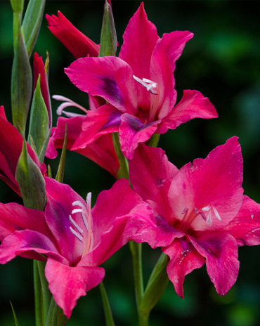 X 100 GLADIOLUS VULCANO 8/9