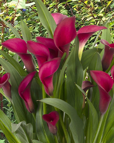 X 25 ZANTEDESCHIA CALLAFORNIA RED 14/16