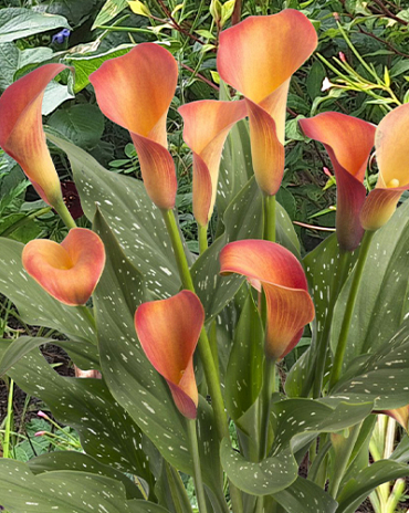 X 25 ZANTEDESCHIA MORNING SUN 14/16