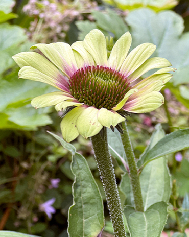 X 25 ECHINACEA GREEN TWISTER I