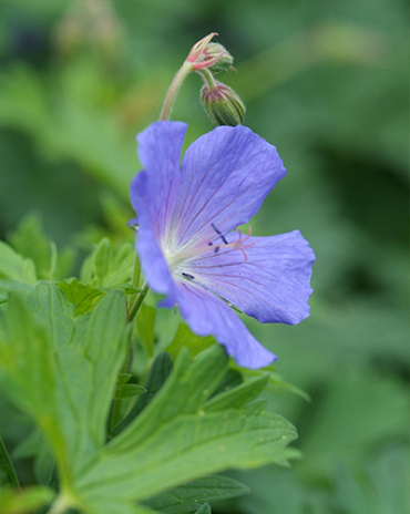 X 25 GERANIUM JOHNSON'S BLUE I