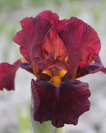 X 25 IRIS GERMANICA RED ZINGER I