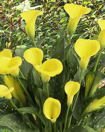 X 25 ZANTEDESCHIA GOLD LABEL 14/16