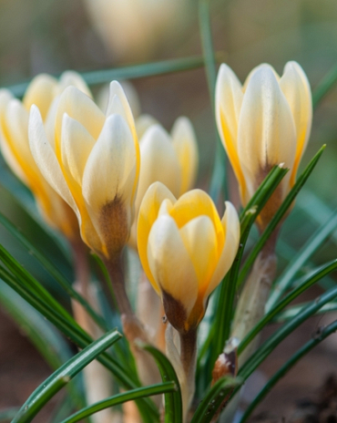 X 250 CROCUS SPECIE ROMANCE 5/+