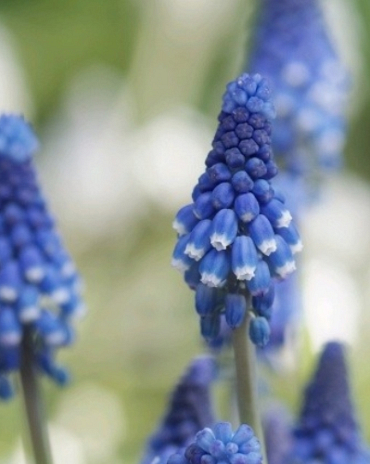 X 100 MUSCARI BOTRYOIDES SUPERSTAR 6/+