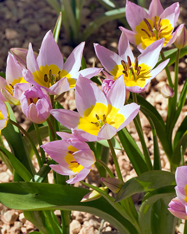 X 100 TULIPA SAXATILIS 6/7