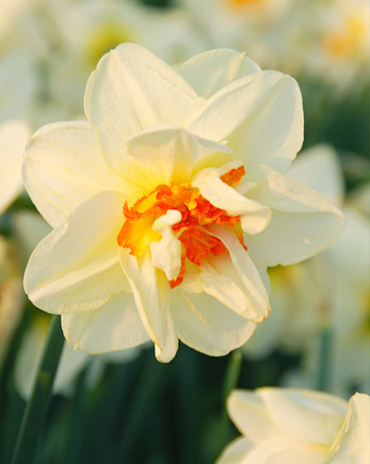 X 100 NARCISSUS FLOWER DRIFT 14/16