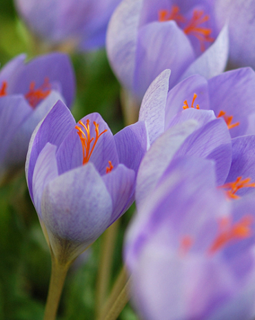 X 100 CROCUS SPECIOSUS SSP 5/+