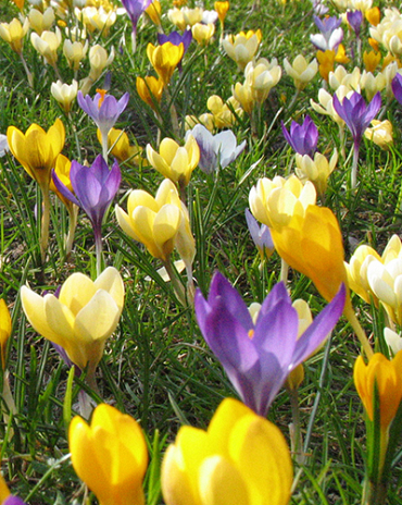 X 250 CROCUS BOTANISCH GEMENGD 5/+