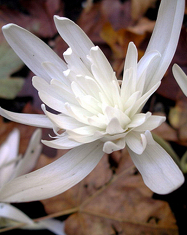 X   10 COLCHICUM AUTUMNALE ALBOPLENUM 13/+