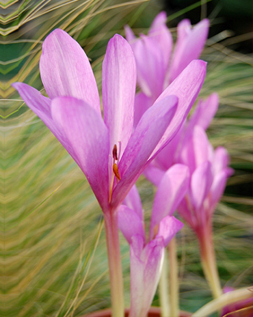 X   10 COLCHICUM GIANT 24/+