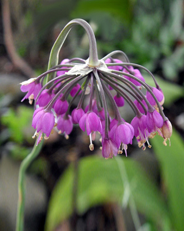 X 100 ALLIUM CERNUUM I