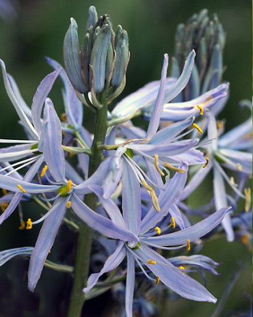 X 100 CAMASSIA CUSICKII 14/+