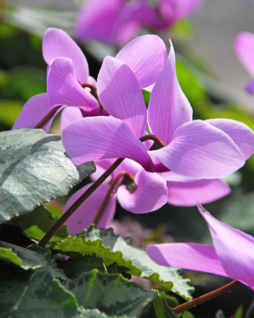 X   25 CYCLAMEN CILICIUM 13/15