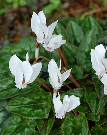 X   25 CYCLAMEN HEDERIFOLIUM ALBUM 10/+