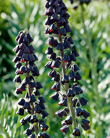 X   25 FRITILLARIA PERSICA 20/24