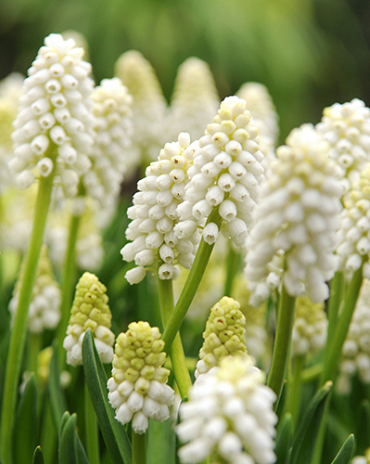 X 100 MUSCARI AUCHERI WHITE MAGIC 8/9