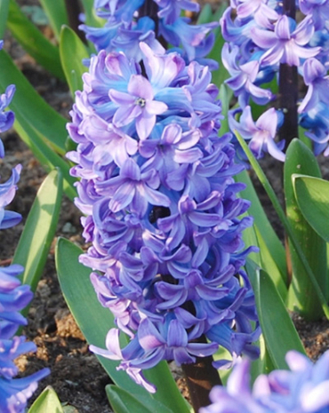 X   50 HYACINTHUS DELFTS BLAUW 15/16