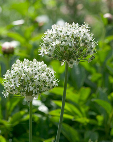 X 100 ALLIUM NIGRUM (MULTIBULBOSUM) 12/+