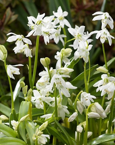 X 100 SCILLA SIBERICA ALBA 7/8