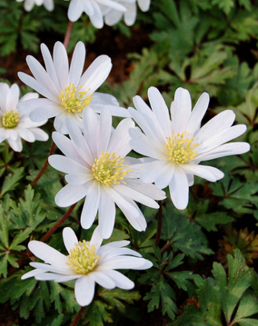 X 250 ANEMONE SPECIES BLANDA WHITE SPLENDOUR 5/7