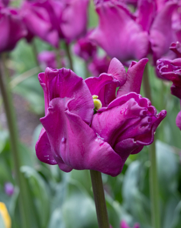 X 100 TULIPA CROWN OF NEGRITA 11/12