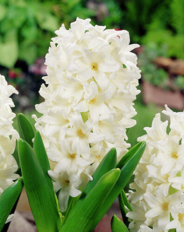 X   50 HYACINTHUS WHITE ROSY 18/19