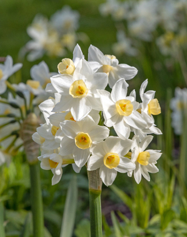 X 100 NARCISSUS AVALANCHE 13/15