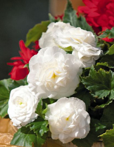 X 25 BEGONIA GRANDIFLORA WHITE 5/6