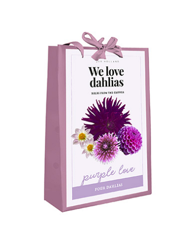 X 1 TAS 4 DAHLIAS 'WE LOVE DAHLIAS' PURPLE LOVE I