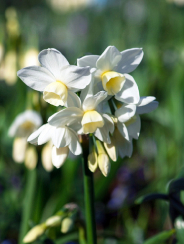 X 100 NARCISSUS SILVER CHIMES 12/14