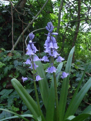 X 100 HYACINTHOIDES HISPANICA BLAUW 8/10