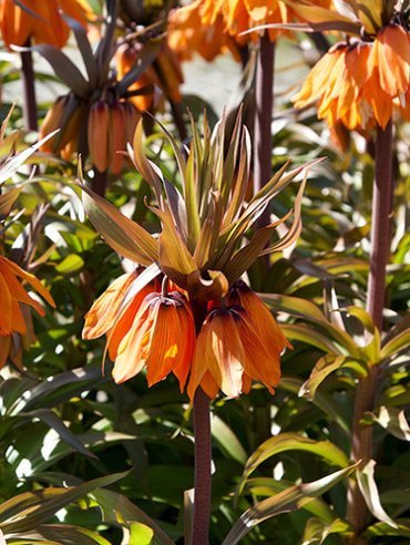 X   10 FRITILLARIA IMP. SUNSET 24/+