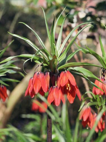 X   10 FRITILLARIA IMP. RED BEAUTY 20/+