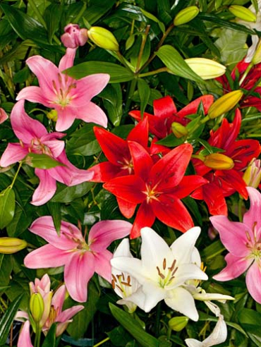 X   50 LILIUM AZIATISCH GEMENGD 16/18