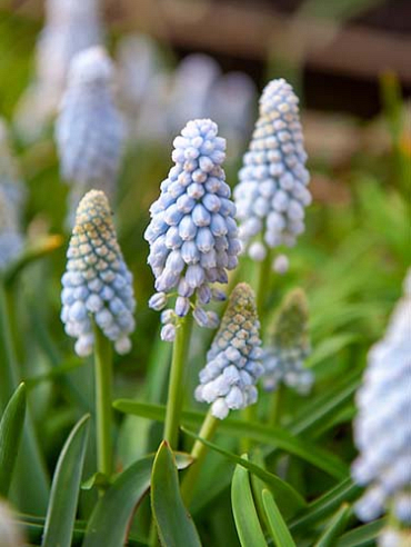 X 100 MUSCARI BABYS BREATH 7/8