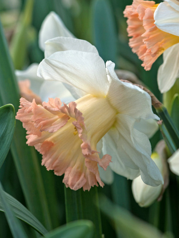 X 100 NARCISSUS BRITISH GAMBLE 10/12