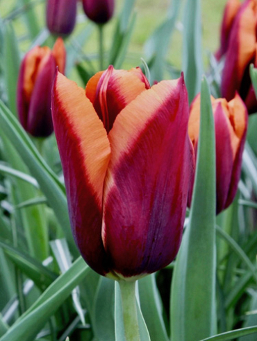 X 100 TULIPA SLAWA 11/12