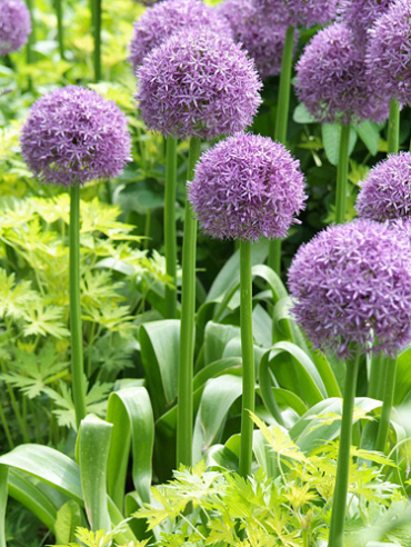 X   25 ALLIUM HIS EXCELLENCY 18/20