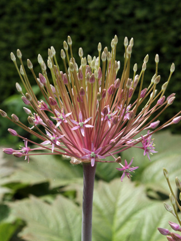 X   25 ALLIUM SCHUBERTII 10/12