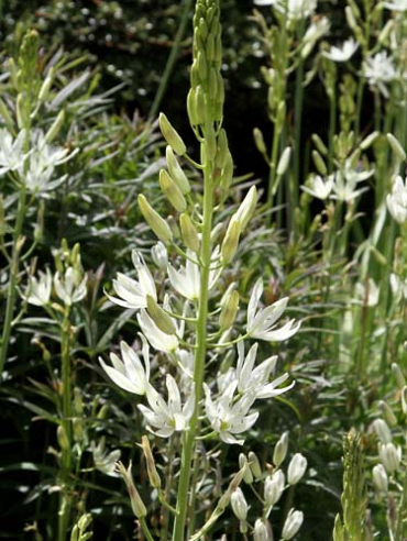 X   25 CAMASSIA LEICHTLINII ALBA 14/+