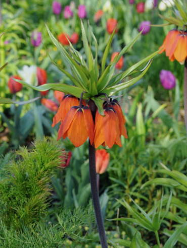 X   10 FRITILLARIA IMP. AURORA 24/+