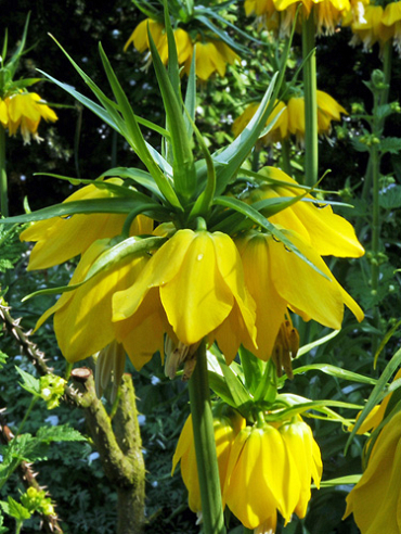 X   10 FRITILLARIA IMP. MAXIMA LUTEA 24/+