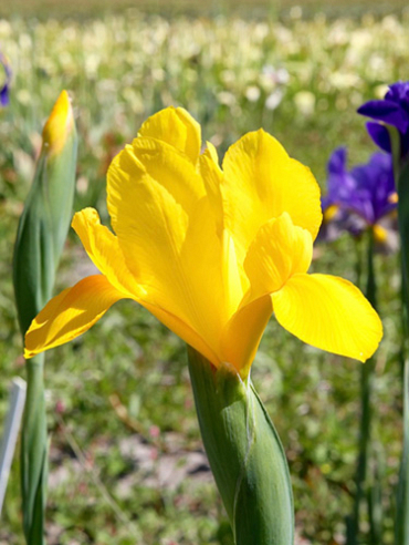 X 100 IRIS HOLLANDICA ROYAL YELLOW 7/8