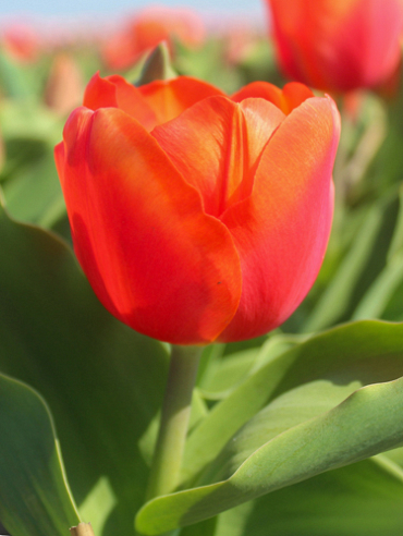 X 100 TULIPA ORANGE SHERPA 12/+