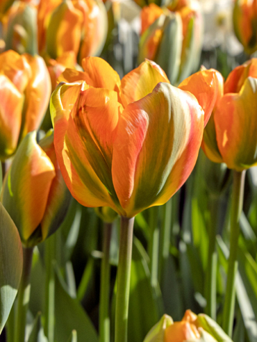 X 100 TULIPA ORANGE MARMELADE 11/12