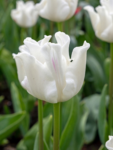 X 100 TULIPA WHITE LIBERSTAR 10/11