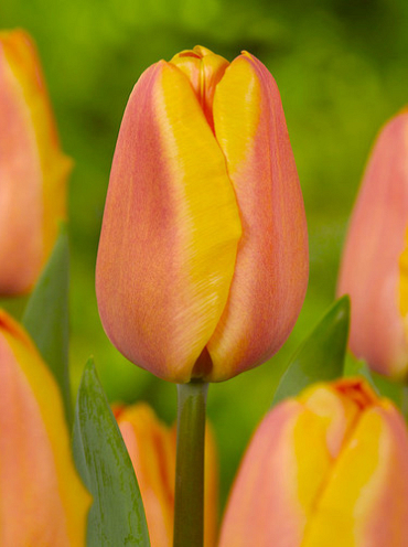 X 100 TULIPA APRICOT FOXX 12/+