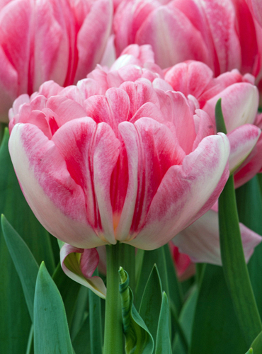 X 100 TULIPA FOXTROT 11/12