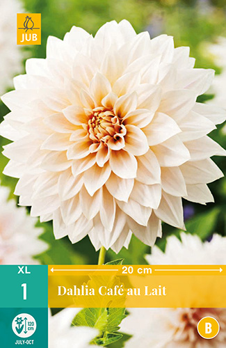 X 1 DAHLIA CAFÉ AU LAIT I